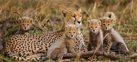 3 Days (2 Nights) Masai Mara Safari Tour from Nairobi | Mombasa Safari ...