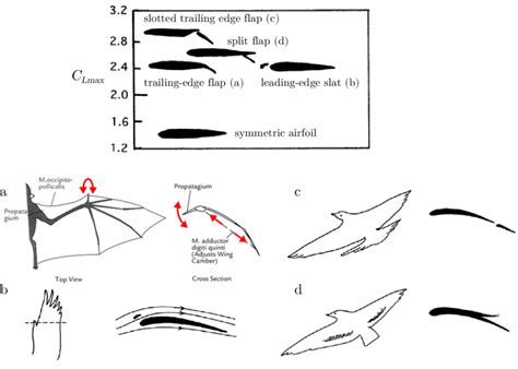 7: High lift devices used in aircraft and their equivalents in flying... | Download Scientific ...