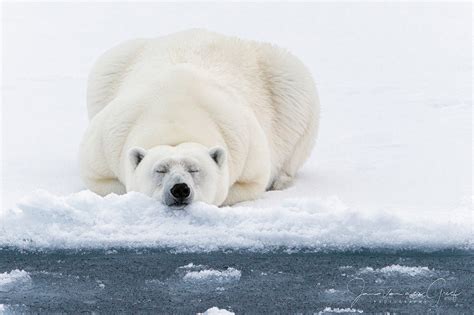 Polar bears & Ice - Jan van der Greef Photography