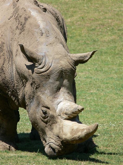 Rhinoceros eating grass 4529083 Stock Photo at Vecteezy