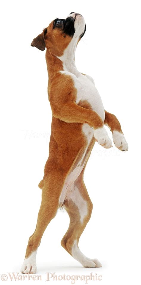 Dog: Boxer puppy standing up on hind legs photo - WP02918