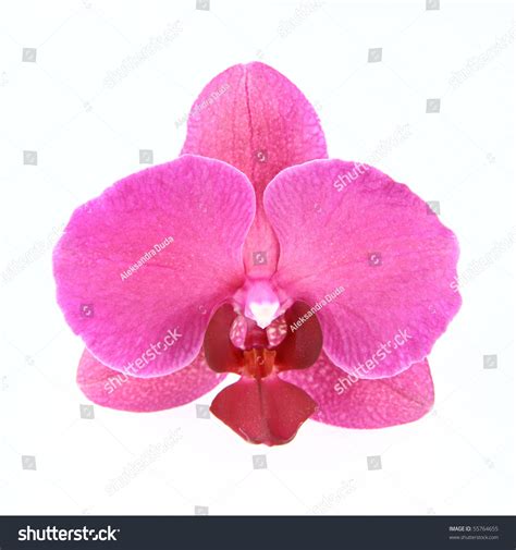 Single Flower Of Pink Orchid Over White Stock Photo 55764655 : Shutterstock