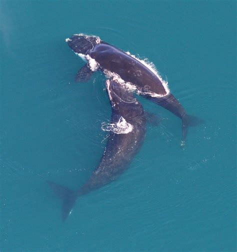 NOAA Proposes Expanding Right Whale Critical Habitat | Public Radio East