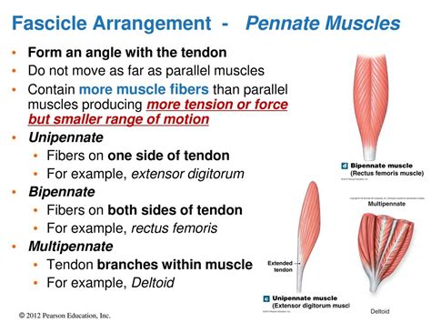 Chapter 11 The Muscular System - ppt download