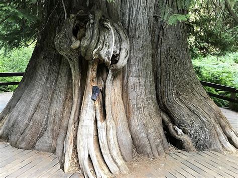 Have You Seen This Famous Idaho Giant Cedar Tree?