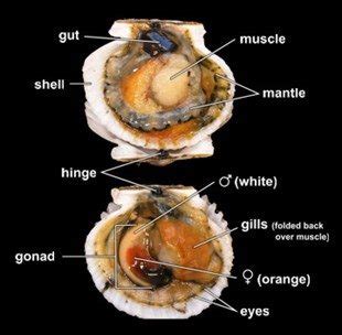 Scallop Anatomy - Anatomical Charts & Posters