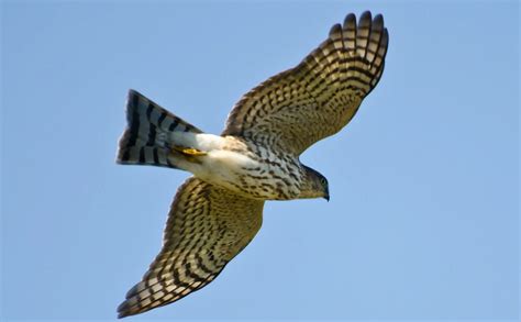 11 Hawks In Alabama – Picture And ID Guide