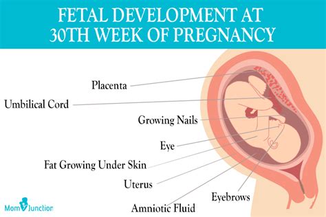 30th Week Pregnancy: Symptoms, Baby Development And Bodily Changes