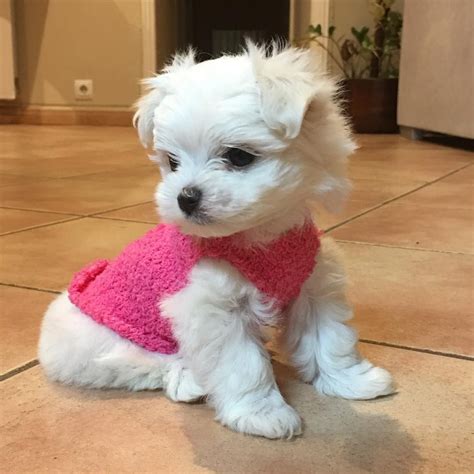 Bichon Maltes Toy | Maltese puppy, Teacup puppies maltese, Baby dogs