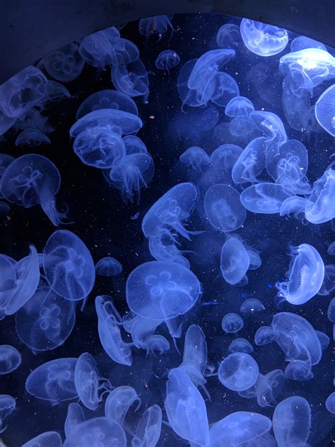 500+ Jellyfish Pictures [HD] | Download Free Images on Unsplash | Dark blue wallpaper, Blue ...