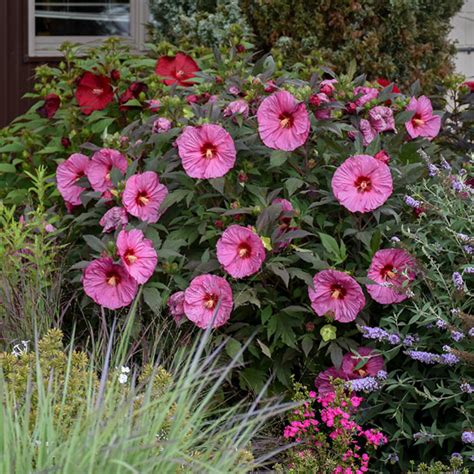 Hardy Hibiscus Add a Tropical Touch to the Garden Year After Year - Horticulture