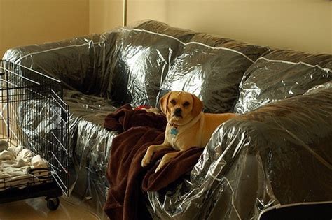 Plastic Couch Cover For Pets - Home Furniture Design