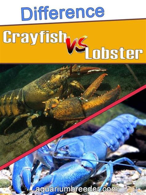 Difference Between Crayfish and Lobsters – 7 Major Differences Explained in 2022 | Crayfish ...