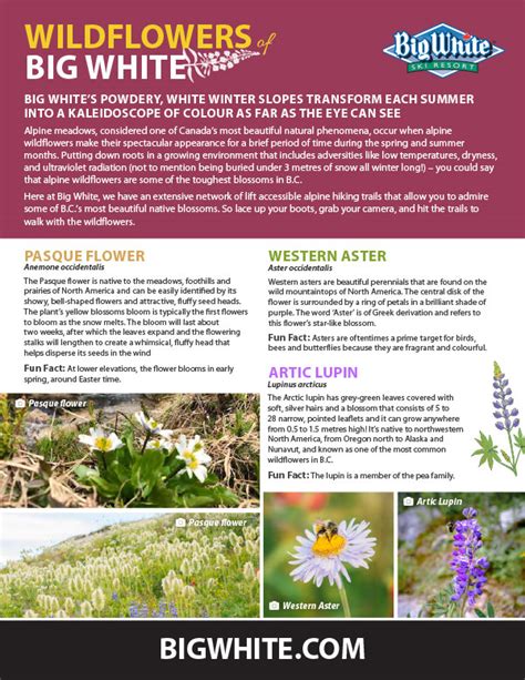 Wildflowers Field Guide | Big White Ski Resort