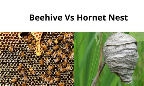 Bees Vs Hornets (Comparisons, Who Will Win And More)