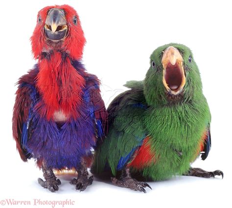 Eclectus Parrots photo WP02900