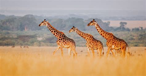 Giraffes Under Consideration for Endangered Species List