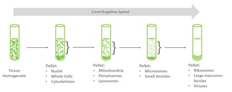 Lysis Buffer Recipe For Western Blot | Besto Blog