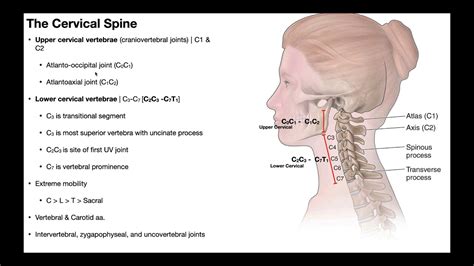 Cervical Range Of Motion In Lateral Flexion And Rotation Muscle | My XXX Hot Girl