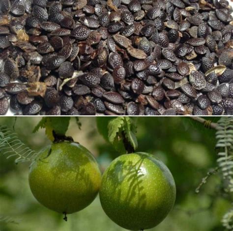 Passion Fruit Seed Germination, Period, Temperature | Gardening Tips