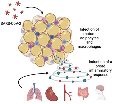 Stanford Medicine study: SARS-CoV-2 infects fat tissue, creates ...