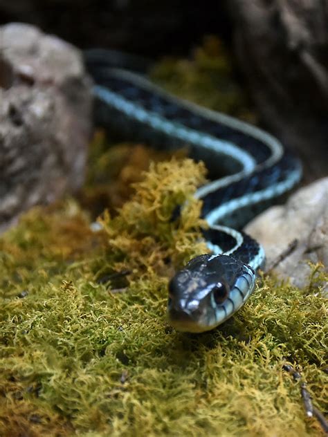 Blue Striped Garter Snake Photograph by Chris Mercer