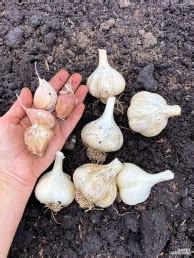 Garlic Spacing: How Far Apart to Plant Garlic for Big Bulbs