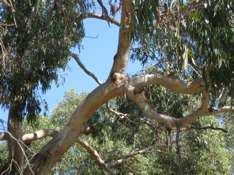 Robin's Double Life: Manna gum leaves are koalas top food