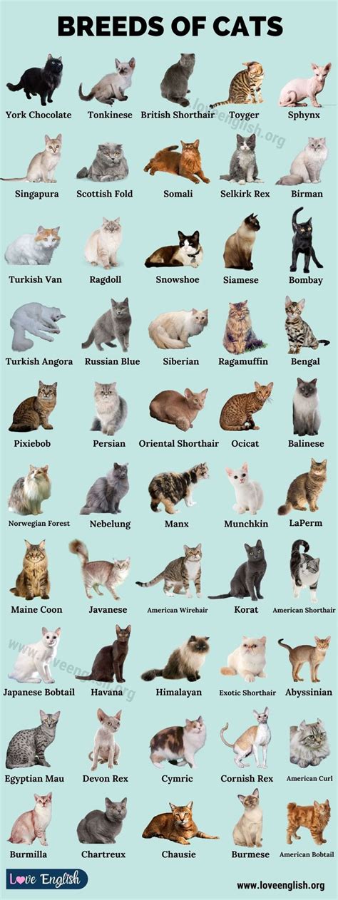 List Of All Cat Breeds