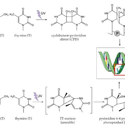 Schematic representation of pyrimidine dimers formation after DNA... | Download Scientific Diagram