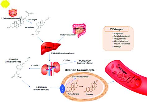 Metabolism of vitamin D-activation and genomic functions [58,59 ...