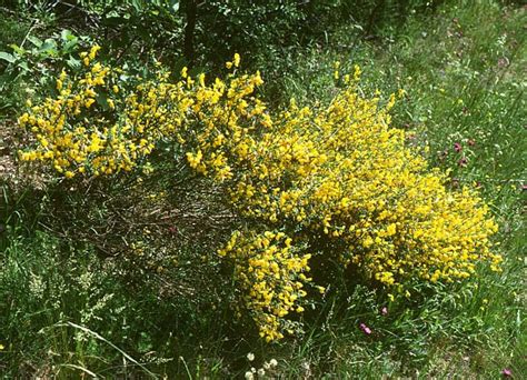 Cytisus scoparius - Jersey-Friendly Yards