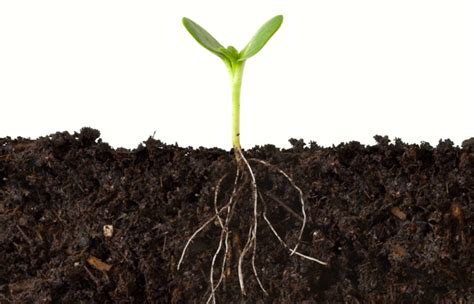 How a soil's pH affects nutrient availability for your crop