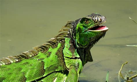 Could Florida Iguana Hunting be Your Next Big Adventurous Experience?