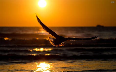 Sunset Eagle Wallpapers - Top Free Sunset Eagle Backgrounds - WallpaperAccess