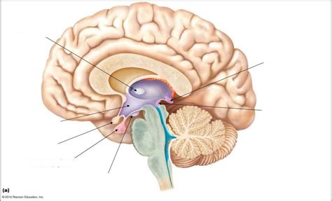 Diencephalon Diagram | Quizlet