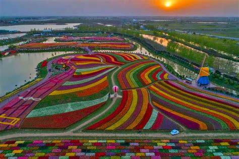 Aerial view Dutch tulip fields | Tulip fields, Tulips, Tulip fields ...