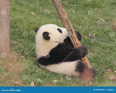 Giant panda cub playing stock photo. Image of cute, bathe - 76680506