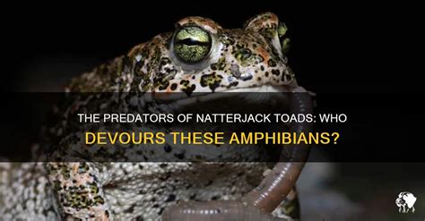 The Predators Of Natterjack Toads: Who Devours These Amphibians? | PetShun