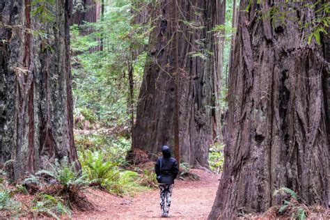 Humboldt Redwoods State Park: Hiking, Camping, and Maps for Visitors!