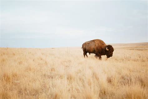 A Guide to The Best Bison Hunting In Montana - Discovering Montana