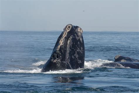 Wrong trend for right whales amid ‘devastating’ population decline