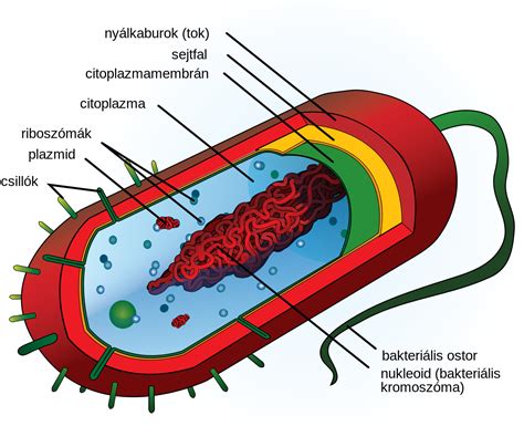 File:Prokaryote cell diagram hu.svg - Wikimedia Commons