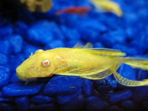 Albino Bristlenose Pleco: Info with Care Details and Pictures