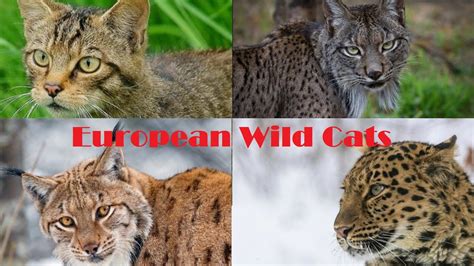 European Wild Cat Species - Cats Of Europe - YouTube