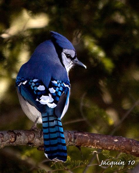 J'ai les bleus | Blue jay bird, Pet birds, Blue jay