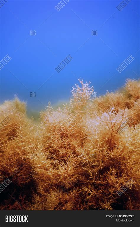 Forest Seaweed, Image & Photo (Free Trial) | Bigstock