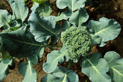 Harvesting Broccoli | How & When To Harvest Broccoli Like A Pro - THE SAGE