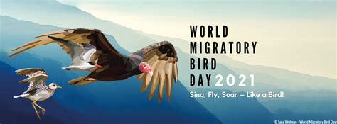 Sing, Fly, Soar, like a Bird #WMBD2021 | World Migratory Bird Day