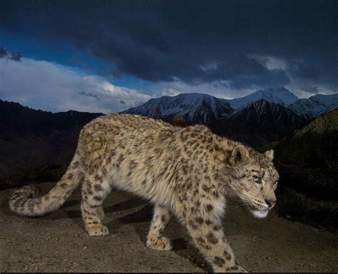 Snow leopard in Ladakh, India : r/badassanimals